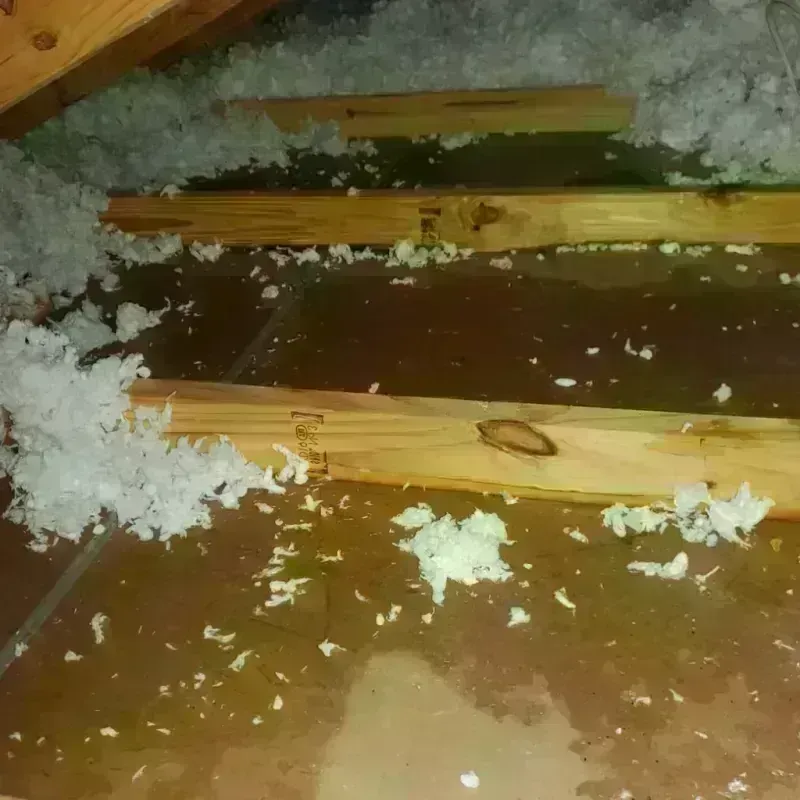 Best Attic Water Damage Service in Knottsville, KY