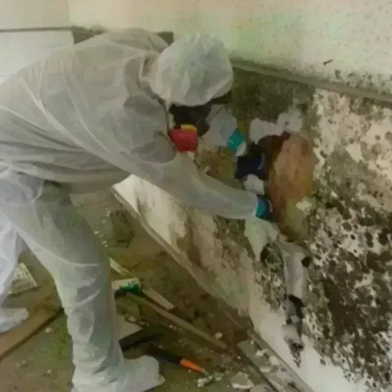 Mold Remediation and Removal in Knottsville, KY